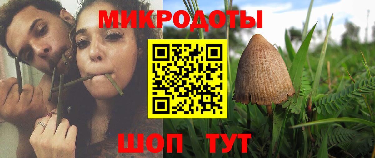 Псилоцибиновые грибы Psilocybe Кемерово